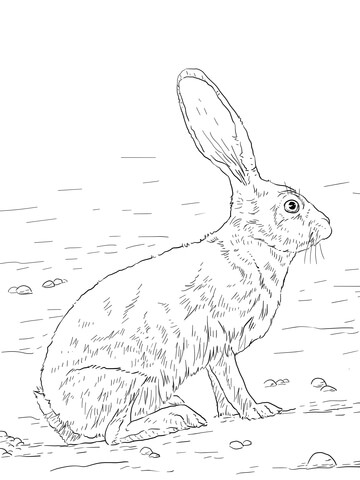 Black Tailed Jackrabbit Coloring Page